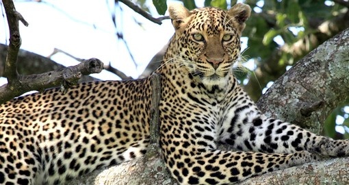 On Kenya safari you will be able to see Leopard relaxing in the Maasai Mara National Park.