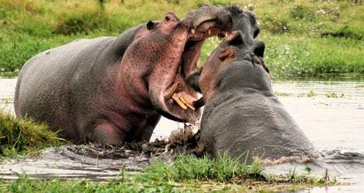 Watch out for hippos on your Kenya safari