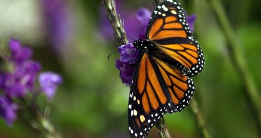 Visit a Butterfly Park on your trip to Costa RIca