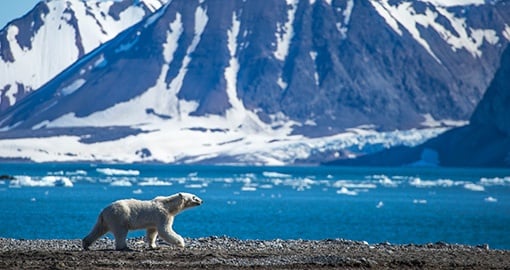 Polar bear in south Spitsbergen