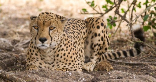 Kenya's Masai Mara has one of the highest cheetah densities in the world