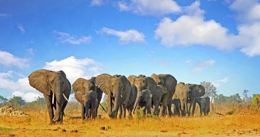 Known for it's large elephant herds, Hwange is Zimbabwe's largest National Park