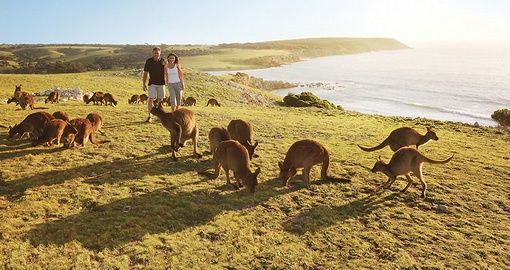 Kangaroos in South Australia