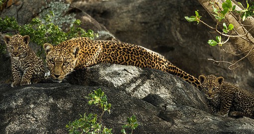 Watch this beautiful Leopard while he is having rest during your next Tanzania safari.