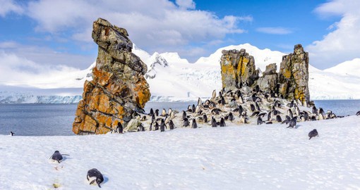 Just of the Antarctic Peninsula, the South Shetland Islands host an abundance of wildlife
