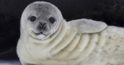 Baby fur seal