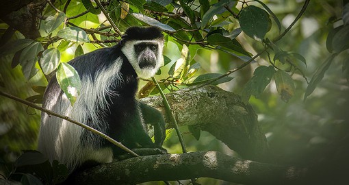 Kibale forest national park is home to 13 species of primates
