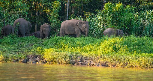 The Kinabatangan River offers visitors a great opportunity to spot pygmy elephants