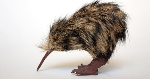 Lovable Kiwi