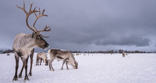 Explore the natural side of the country and stumble across some Finnish forest reindeer
