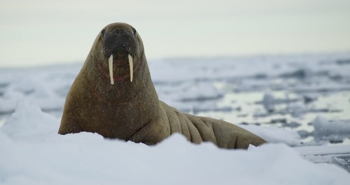 While Travelling in the Arctic you may have the opportunity to come a cross the large walrus which weights over a ton and has two large canines that protrude from its mouth