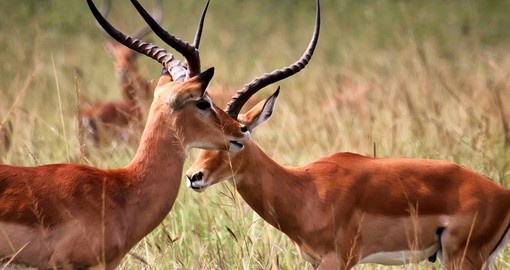 Antilope in Akagera National Park