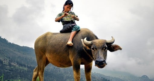 Girl rides a water buffalo