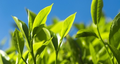Tea leaves in the morning sunlight