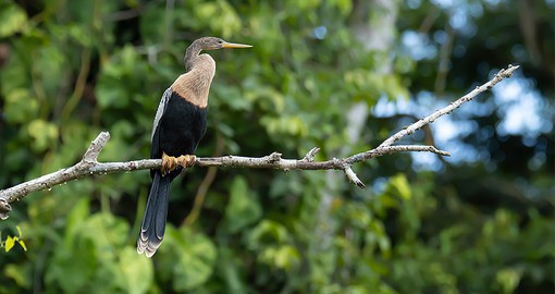 Visit Costa Rica's Tortuguero National Park