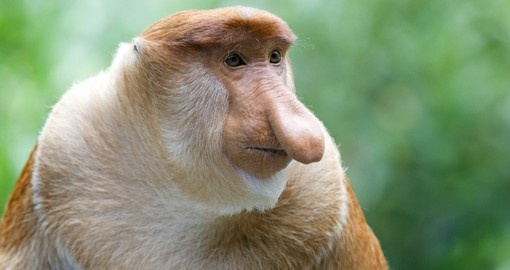 The rare Proboscis Monkey