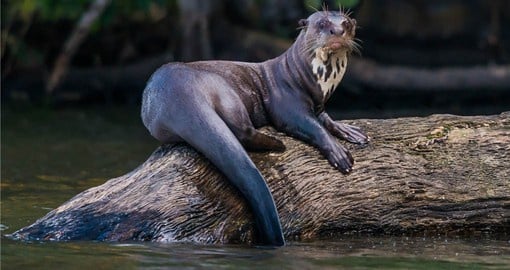 Inquisitive Giant Otters can be seen along the length of the river