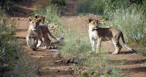 Meet Amakhosi's resident pride of lions
