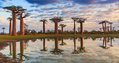 Madagascar's Baobabs can reach a height of 9 meters