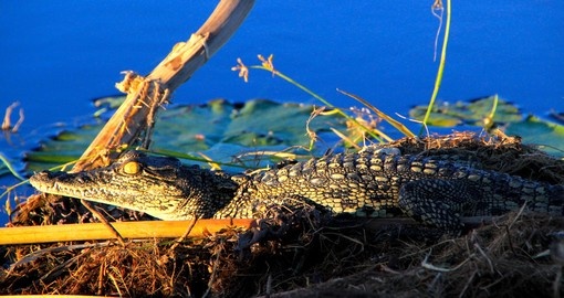 A baby Nile crocodile in the Okavanga Delta - a great photo opportunity on all Botswana safaris.