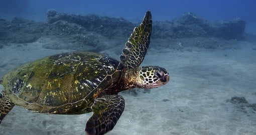 Make some new friends by swimming alongside green sea turtles in Turtle Town's snorkeling excursion