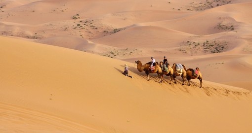 A camel brigade takes a rest