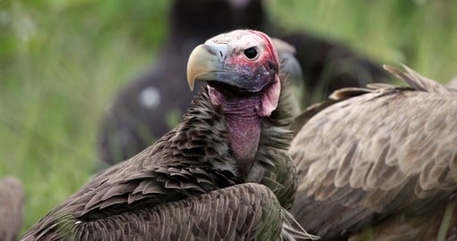 Lapped Faced vulture