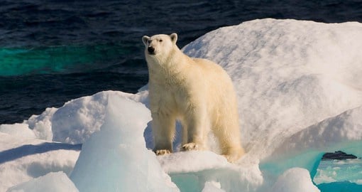The pack ice of the Davis Strait offers the Polar Bear ideal hunting conditions