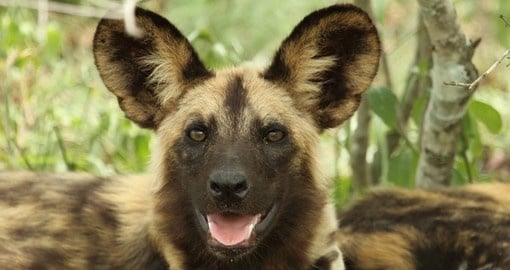 Wild dogs are always a great photo opportunity on Zimbabwe tours.