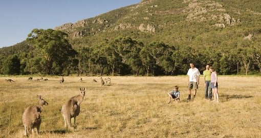 Get up close and personal with wildlife on your trip to Australia