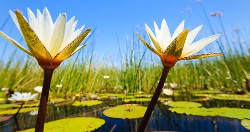 Two white water lilies blossoms, Okavango Delta