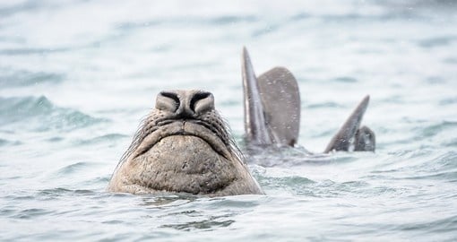 Elephant seal swims in the water