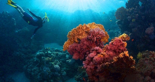 Visit the Great Barrier Reef that is a site of remarkable variety and beauty on the north-east coast of Australia.