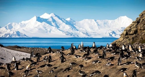 The beautiful South Shetland Islands are major breeding grounds for penguins and seals