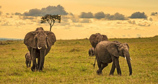 The Mara is renown for it's large population of African bush elephant