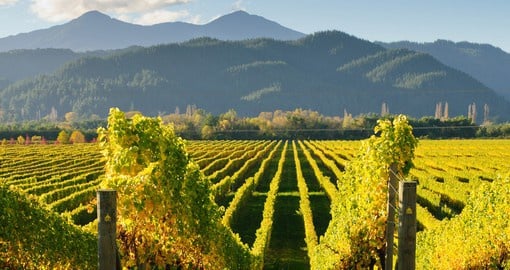 Visit The magnificent vineyards in the Marlborough district that produces some of the highest quality wines