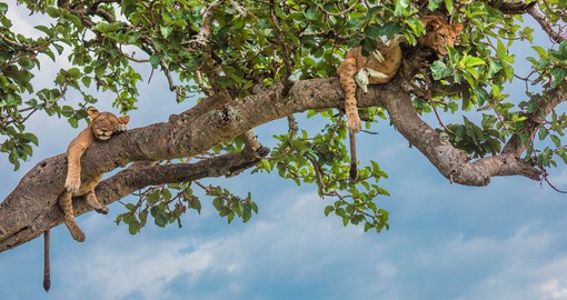 Queen Elizabeth National Park is home to the unique tree climbing lions
