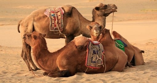 Bactrian camels resting