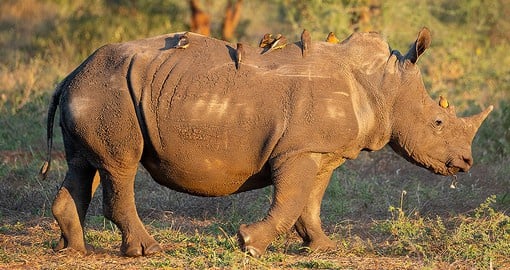 Zimbabwe's rhino population is now over 1,000 individuals