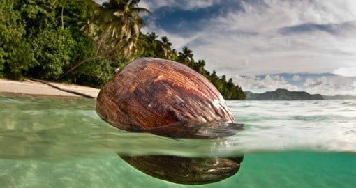 Coconut washes ashore on a beautiful beach on Kadavu Island