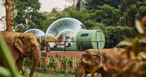 Enjoy a once in a life time experience at Anantara's Golden Triangle Elephant Camp