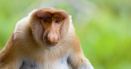 The intriguing proboscis monkey