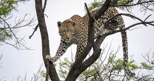 Perhaps the most beautiful of the African big cats, Leopards usually keep to themselves, lurking in dense riverine bush or around rocky koppies