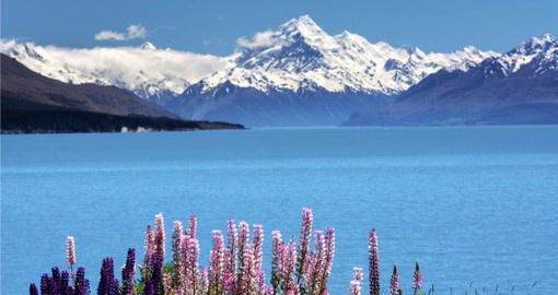 Enjoy the beautiful Lake Tekapo, Mt. Cook and Lupines Fields, South Island on your next trip