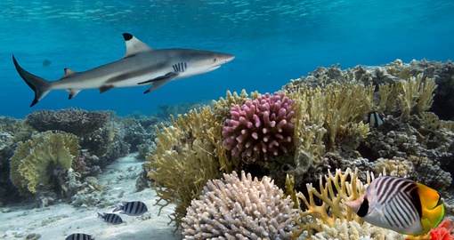 Get a chance to see the reef shark on your next trip to Australia