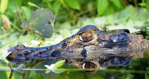 Try to spot a caiman on your Amazon tour