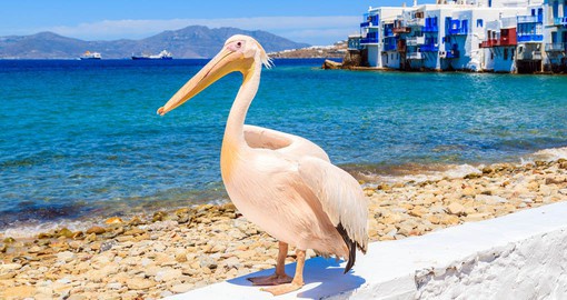 The Pelican called Petros is the mascot of the island of Mykonos