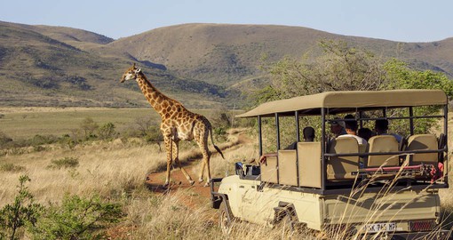 Interactive game drives form part of the Nkomazi experience