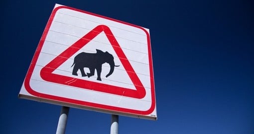 Caution Elephants, Southern Africa