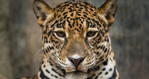 A rare jaguar